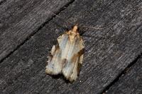 Clepsis spectrana