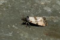 Cochylichroa atricapitana