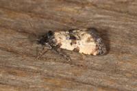 Cochylis atricapitana