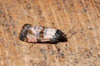 Cochylichroa atricapitana