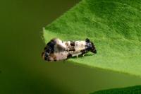 Cochylis atricapitana