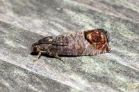 Cydia pomonella