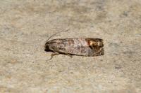 Cydia pomonella