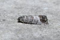 Cydia pomonella