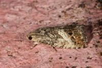 Cydia splendana