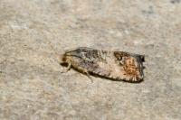 Cydia splendana