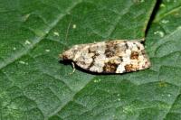 Dichelia histrionana