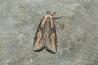 Doloploca punctulana