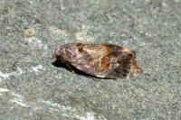 Ditula angustiorana