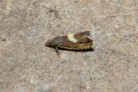 Dichrorampha petiverella