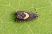 Dichrorampha petiverella