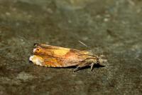 Dichrorampha