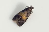 Endothenia nigricostana