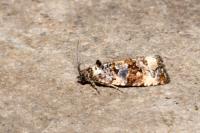 Endothenia