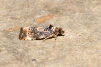 Endothenia