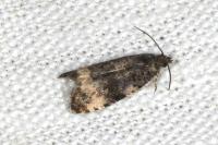 Endothenia
