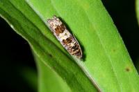 Epiblema costipunctana