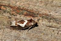 Epiblema foenella