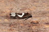 Epiblema foenella