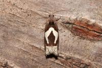 Epiblema foenella