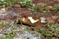 Epiblema foenella