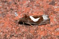 Epiblema foenella