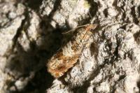 Epiblema hepaticana
