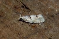 Epinotia bilunana