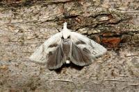 Epinotia bilunana