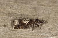 Epinotia immundana