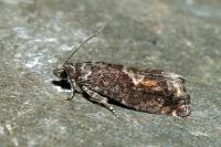 Epinotia immundana
