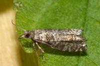 Epinotia tedella