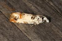 Eucosma campoliliana