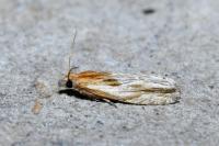 Eucosma gr. cana