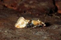 Eupoecilia ambiguella