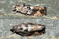 Eudemis profundana
