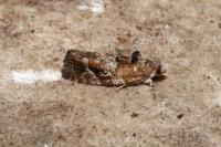 Eudemis porphyrana