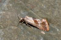 Falseuncaria ruficiliana