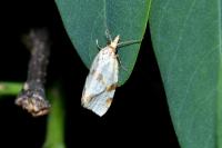Fulvoclysia nerminae