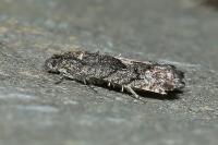 Pammene giganteana