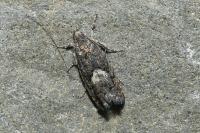 Pammene giganteana