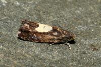 Pammene regiana