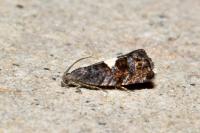 Pammene spiniana