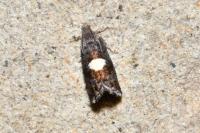 Pammene spiniana