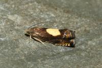 Pammene regiana
