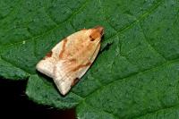Paramesia gnomana