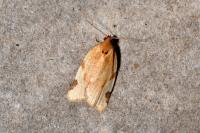 Paramesia gnomana