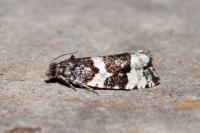 Argyroploce bipunctana