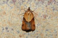 Philedone gerningana