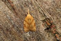 Sparganothis pilleriana